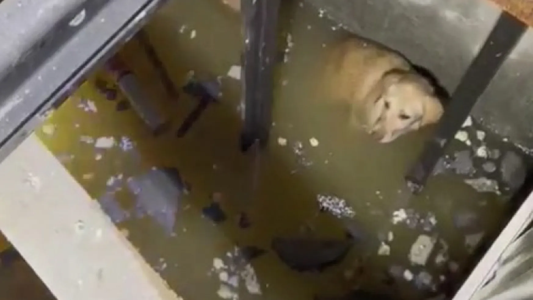 Asansör boşluğuna düşen köpekleri itfaiye kurtardı
