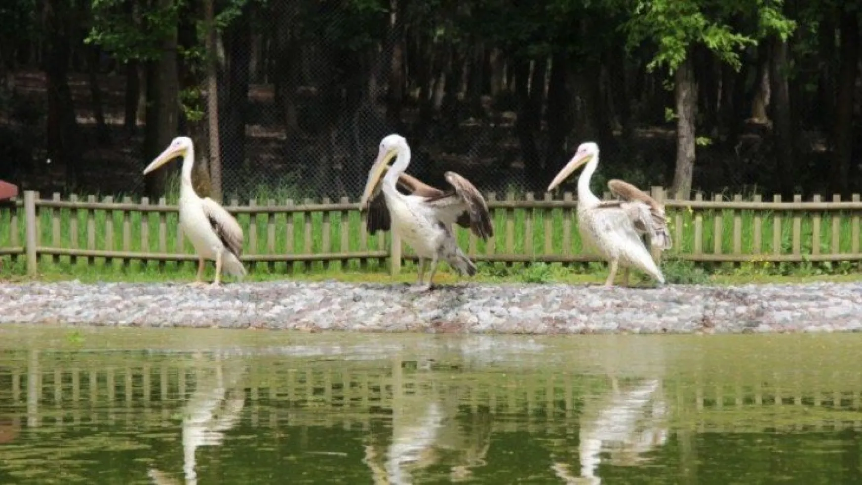 Avcıların engelli bıraktığı pelikanlar ikinci baharını yaşıyor