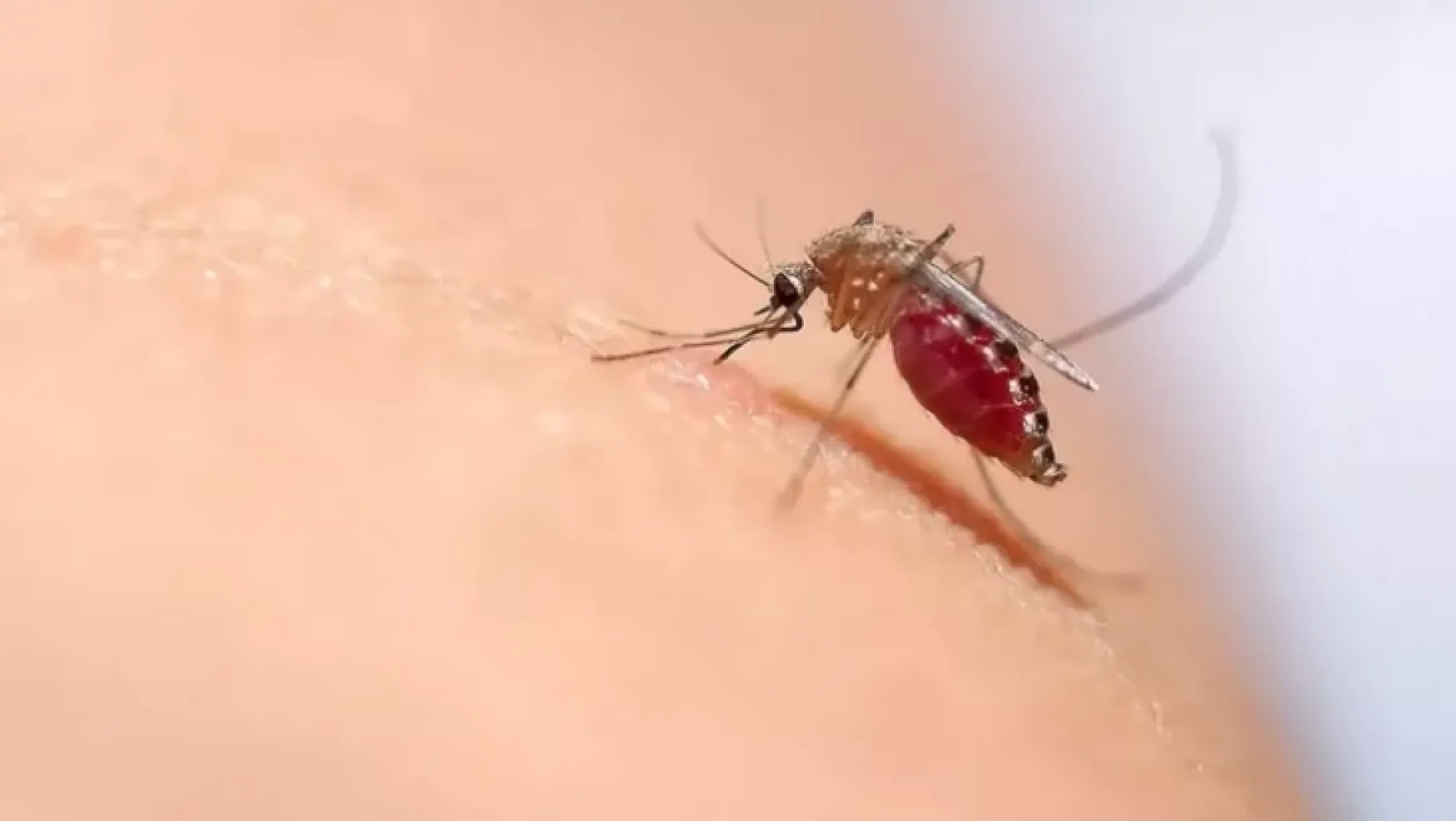 Bakanlıktan sivrisinekten korunma rehberi