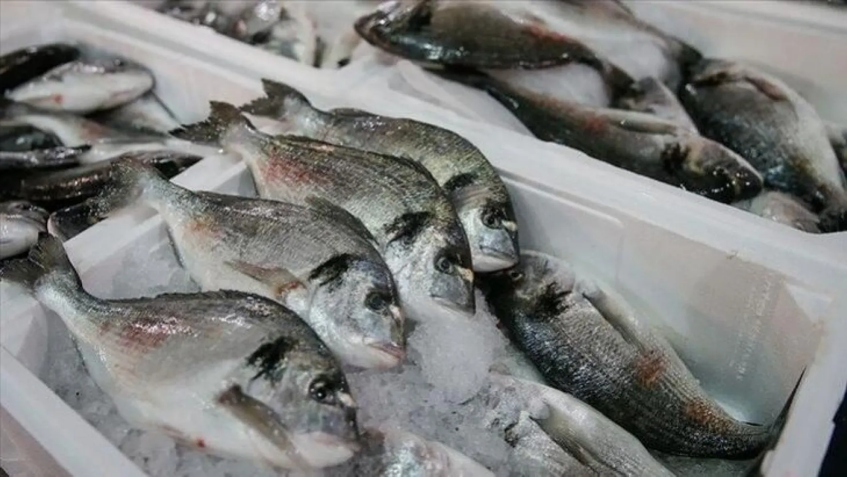 Balık az olunca fiyatlar cep yakıyor