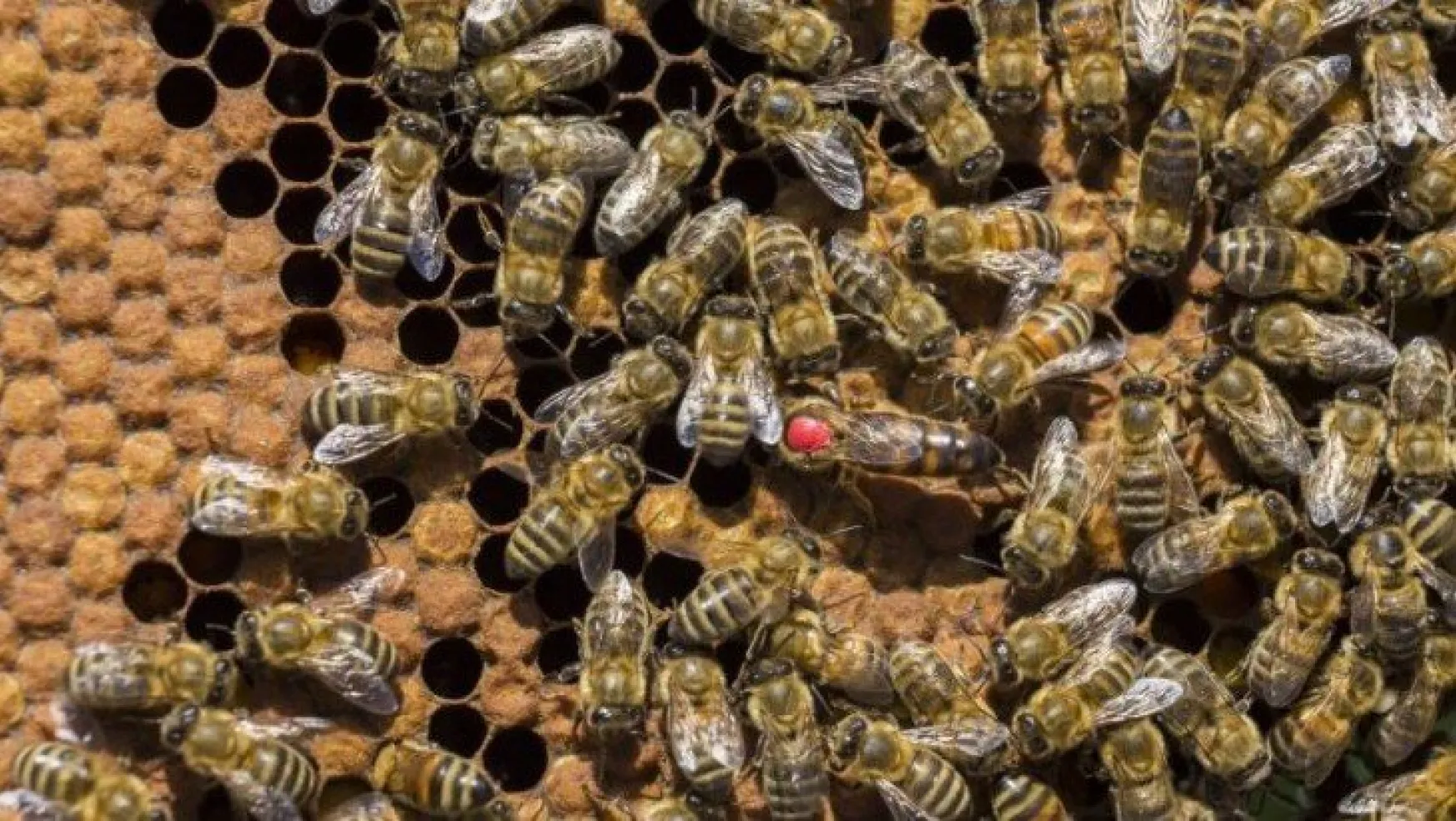 Bin 500 canlı kraliçe arı ele geçirildi