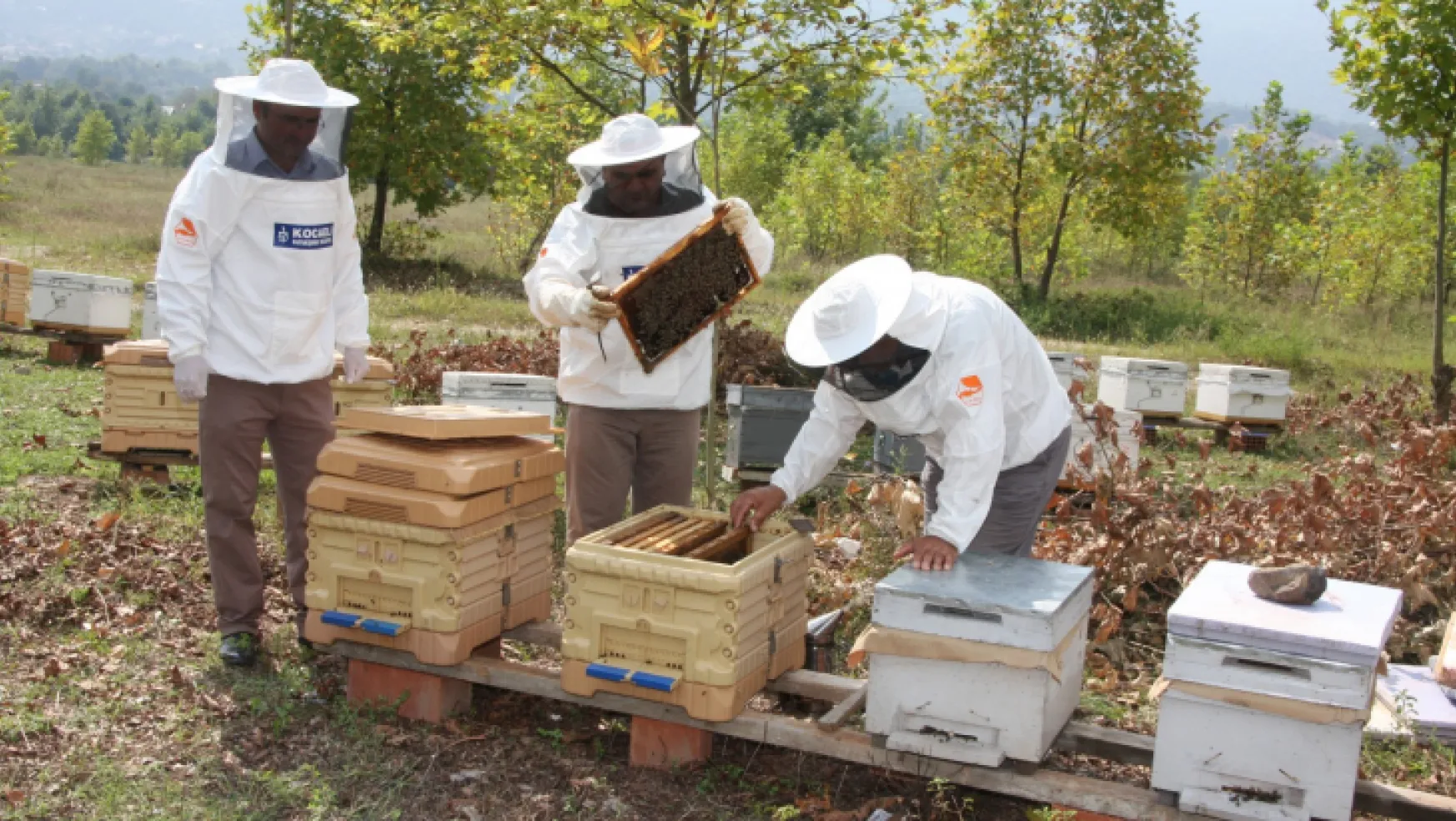 Büyükşehir'den arıcılara 55 ton arı yemi