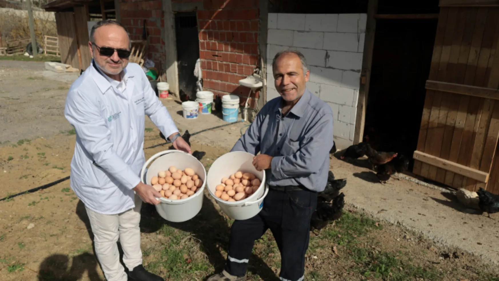 Büyükşehir'den yüzde 50 hibeli yumurta tavuğu desteği