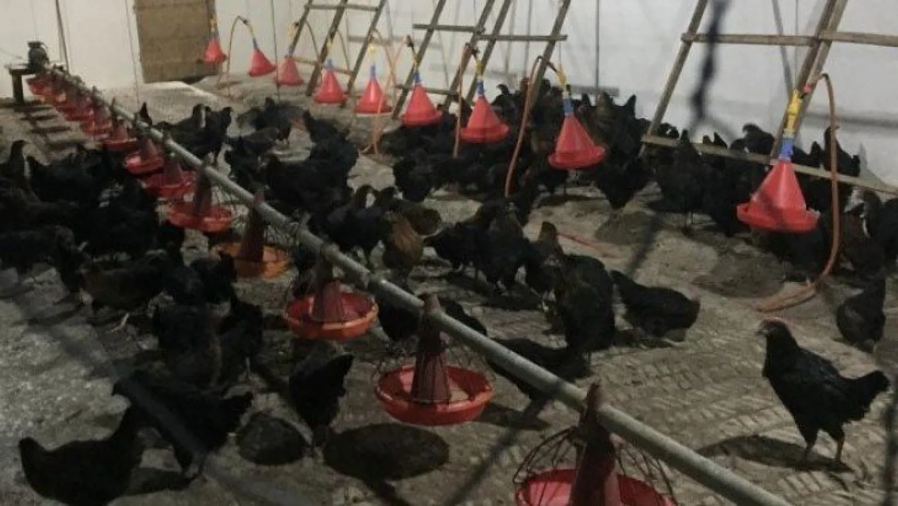 Çiftçiye 50 bin gezen tavuk desteği