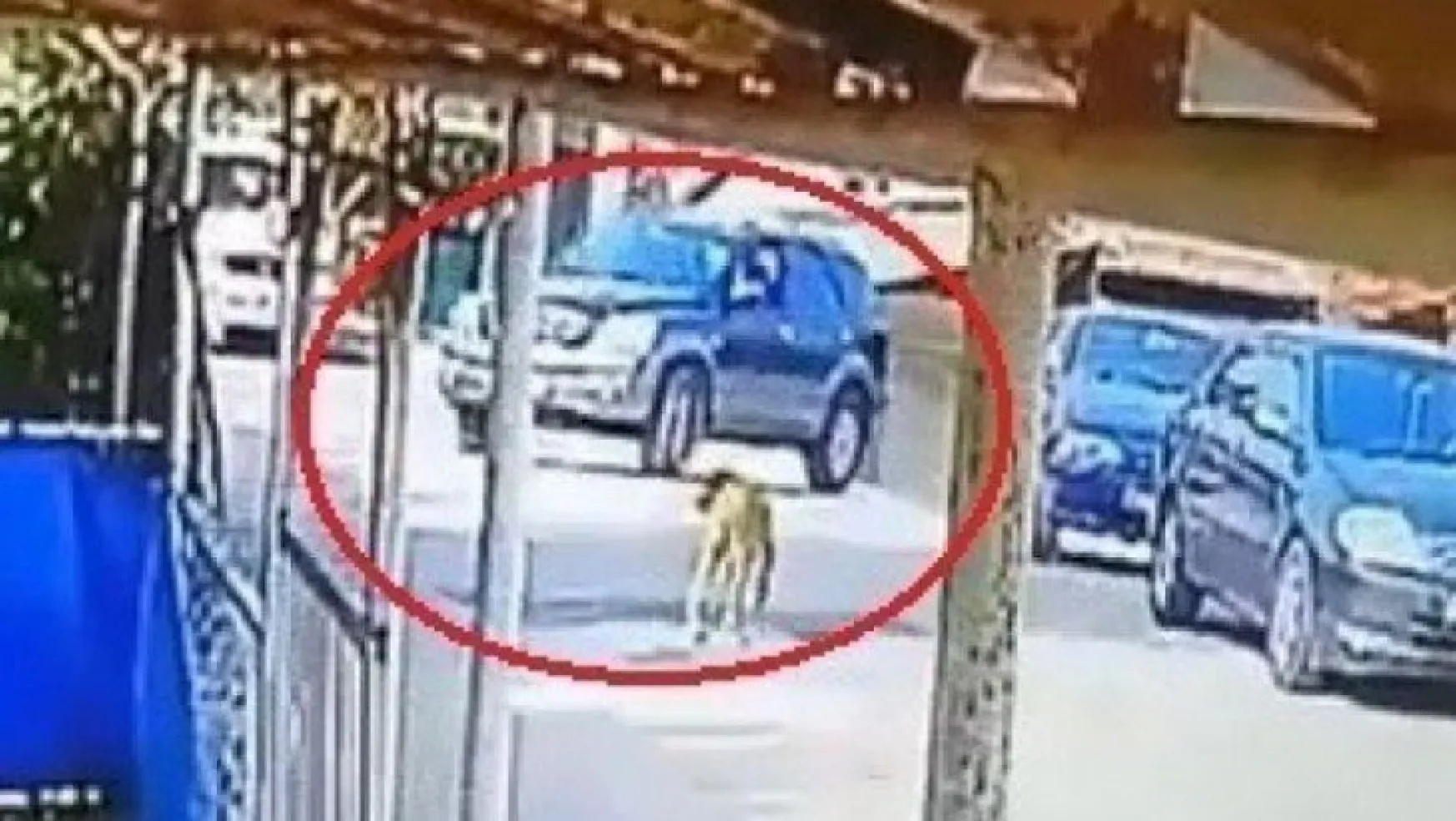 Cip ile üzerinden geçtiği köpeğin ölümüne neden olan sürücüye ceza