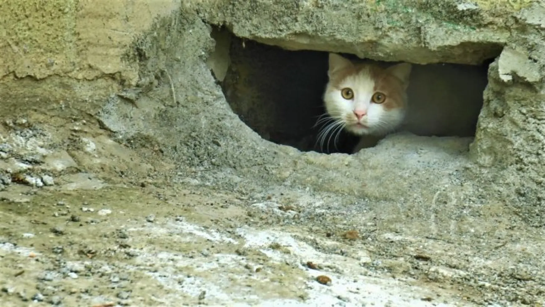 Kedilerin canlı canlı gömüldüğü iddiası ortalık karıştırdı