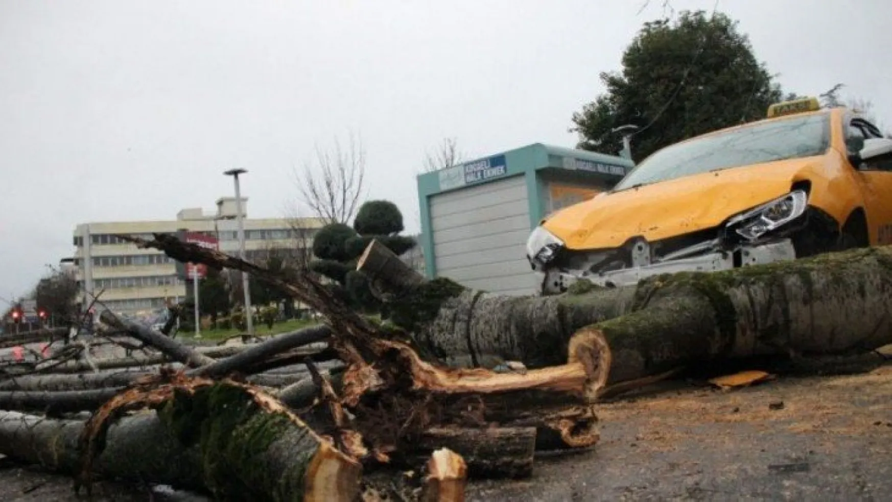 Fırtınanın devirdiği ağaç park halindeki taksileri parçaladı
