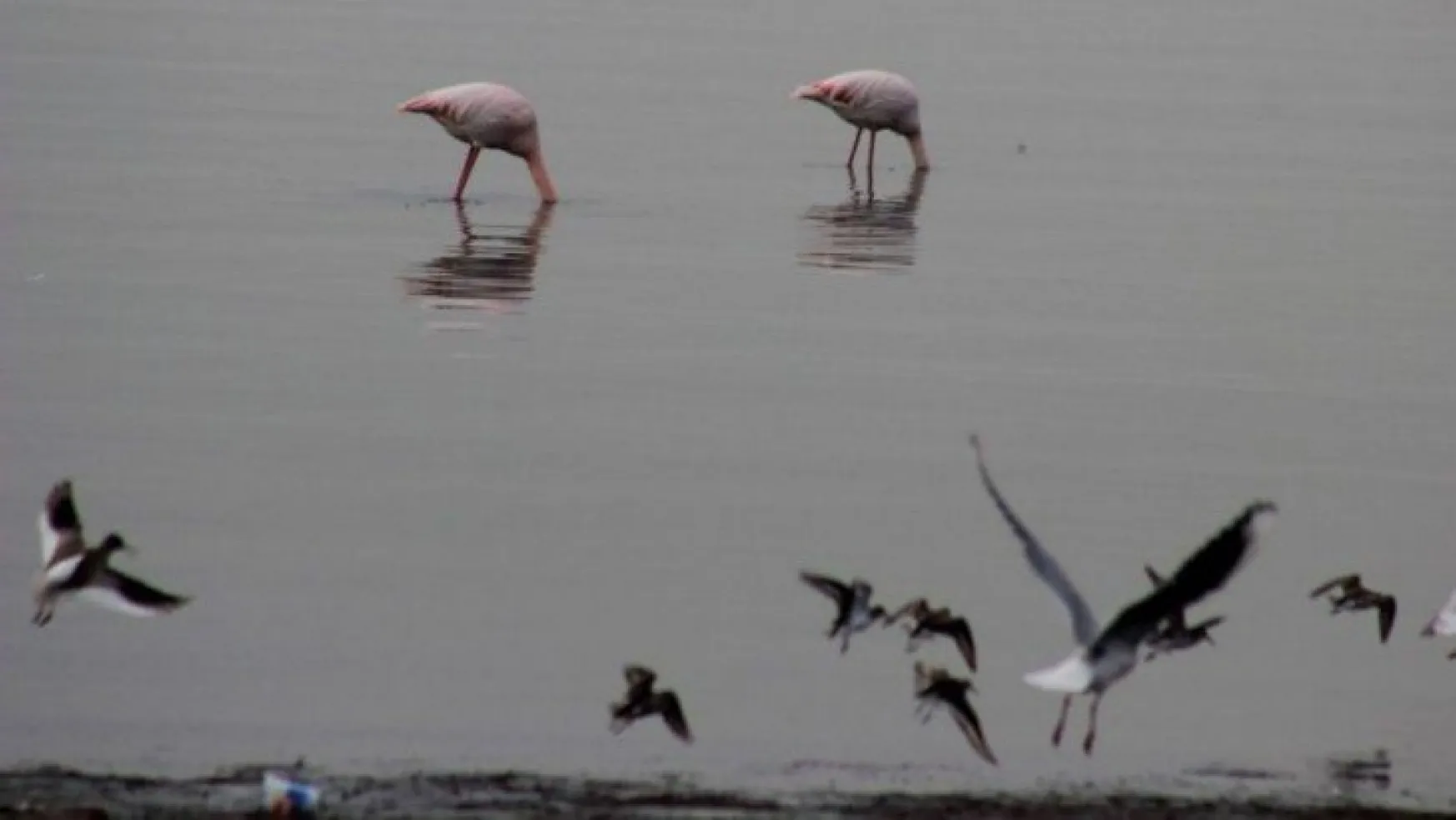 Flamingolar İzmit Körfezi'ni mesken tuttu 