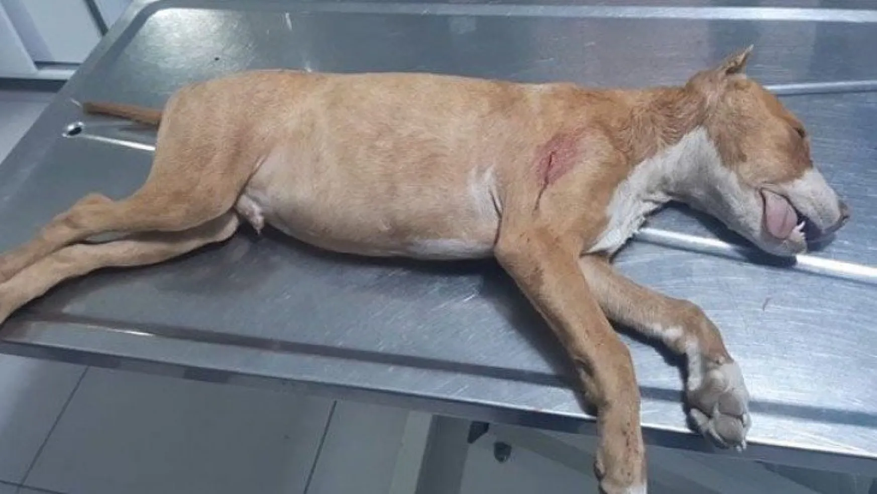 Gebze'de dehşet! Köpeği bıçaklayarak öldürdü