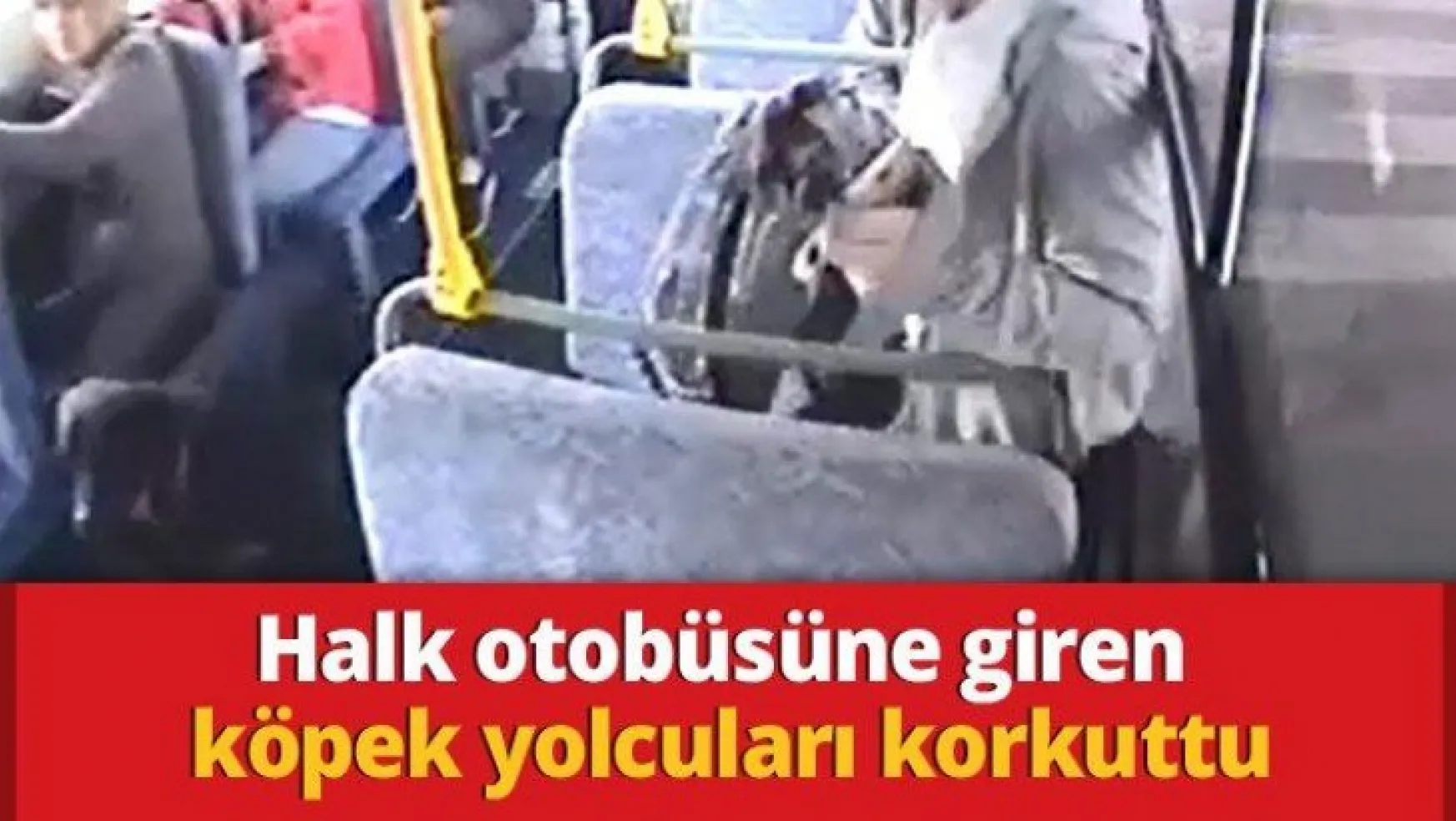 Halk otobüsüne giren köpek yolcuları korkuttu