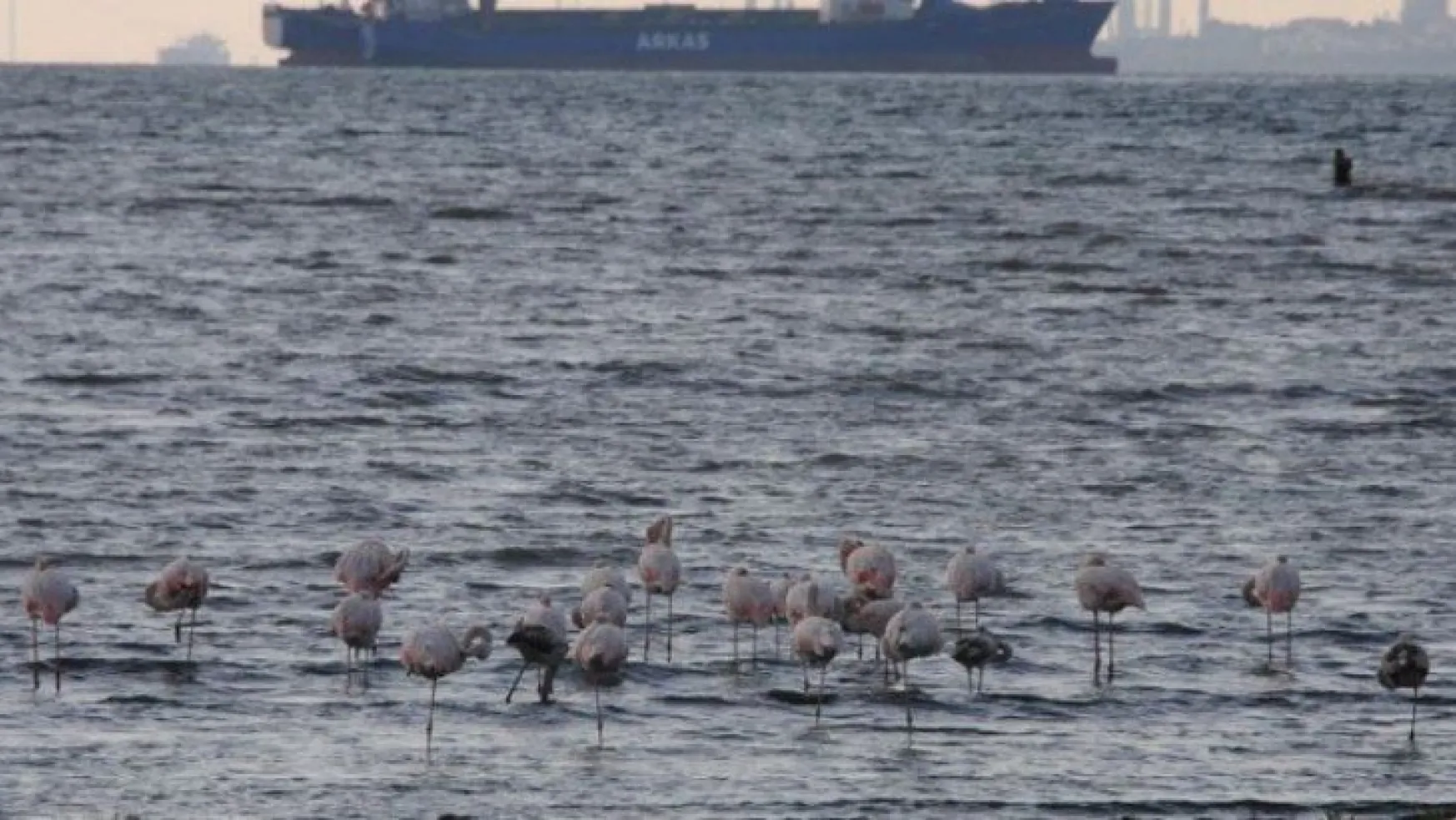 İzmit Körfezi'nde flamingolar renkli görüntüler oluşturdu