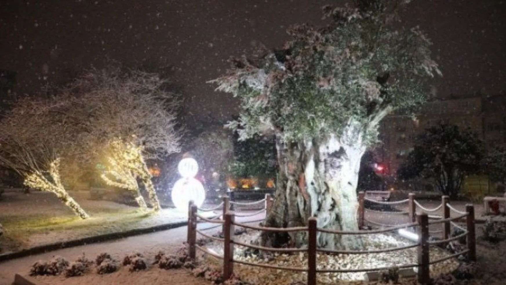 İzmit'in 600 yıllık zeytin ağacından kar manzarası!