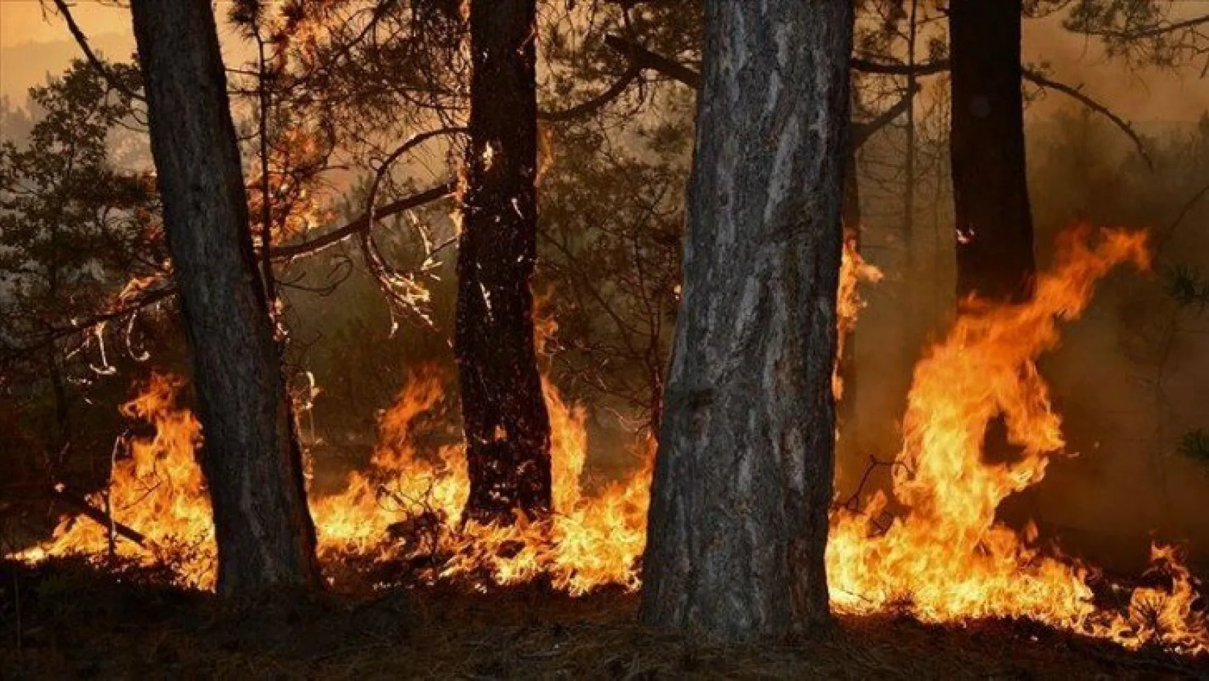 Karamürsel'de orman yangını!