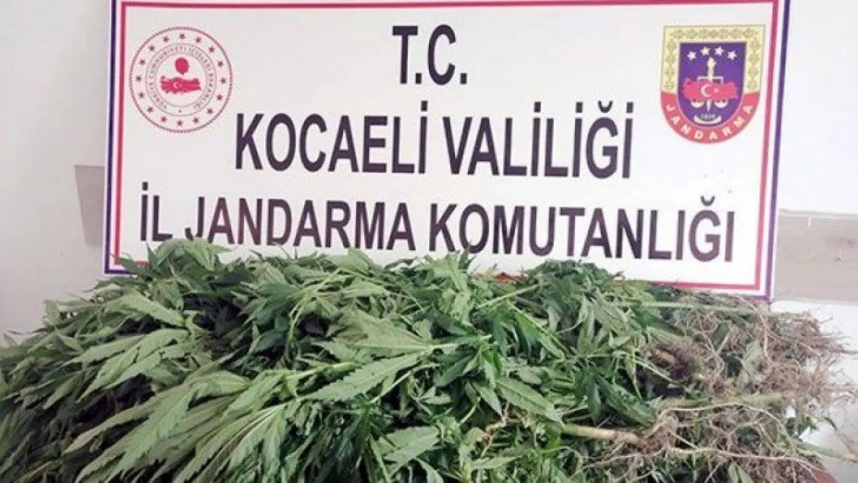 Kocaeli'de ormanlık alanda uyuşturucu yetiştiriciliği!