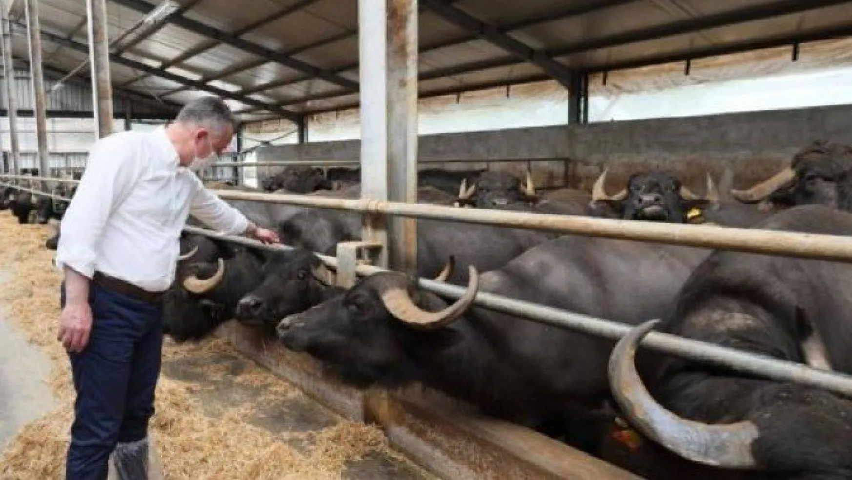 Kocaeli'de tarım ve hayvancılığı milyonluk destek