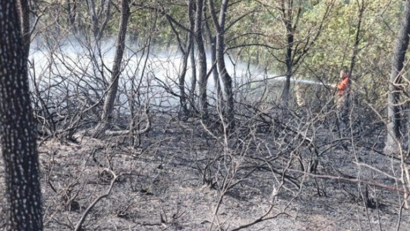 Kocaeli'nin 11 bölgesinde orman yangınları çıktı