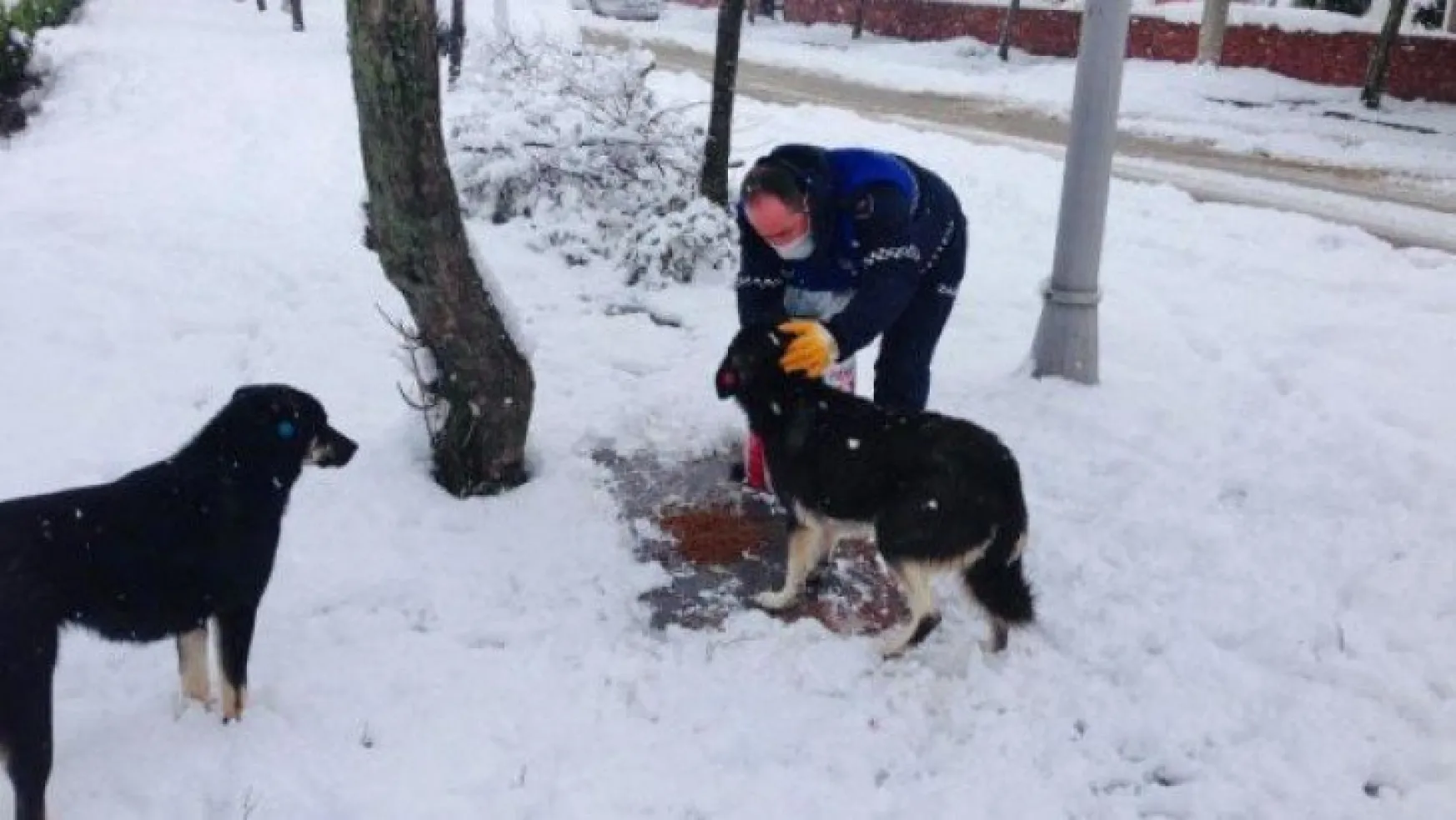 Körfez Belediyesi'nden sokak hayvanlarına şefkat eli