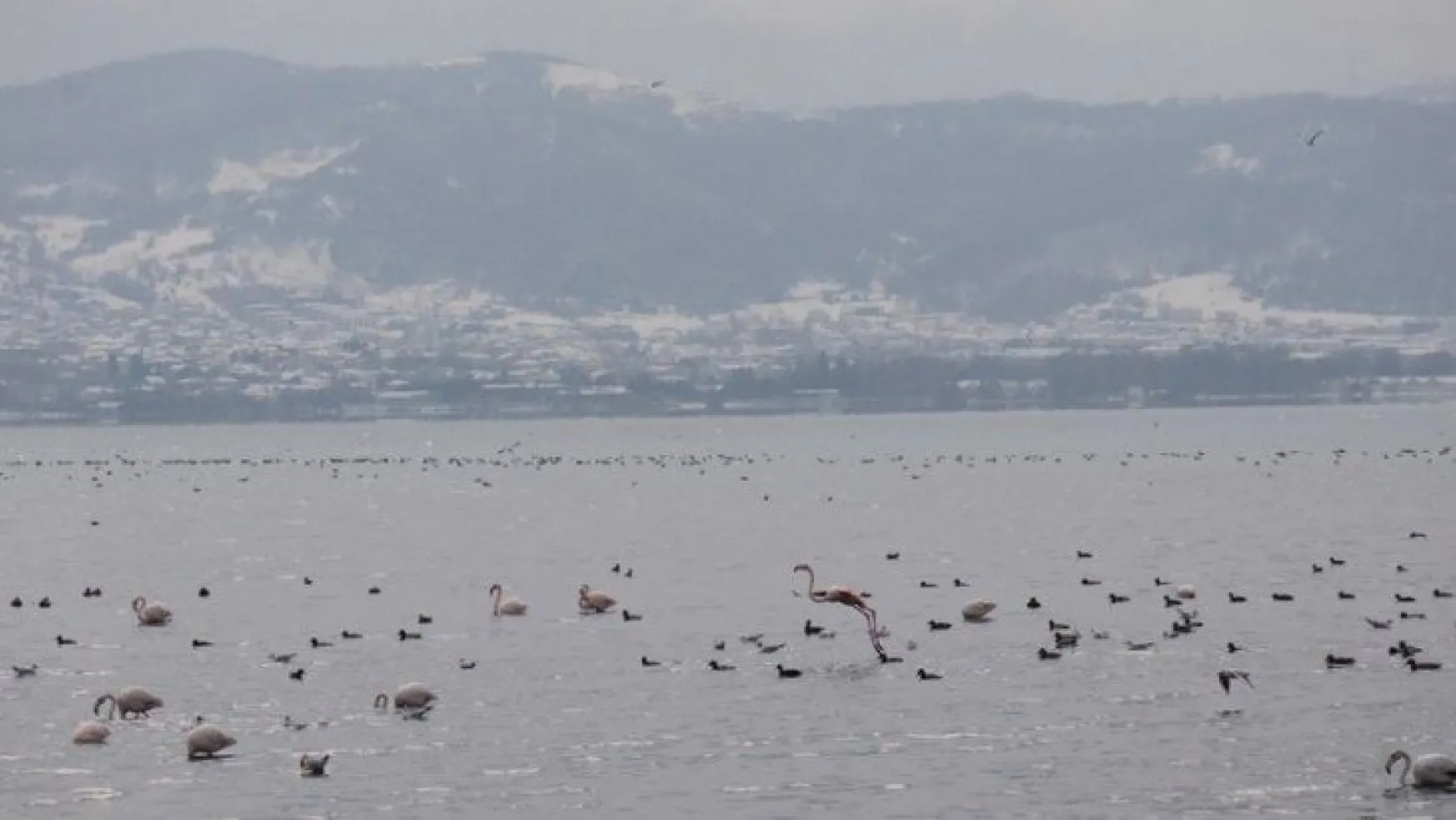 Körfez'i renklendiren flamingolar, kışın keyfini sürüyor