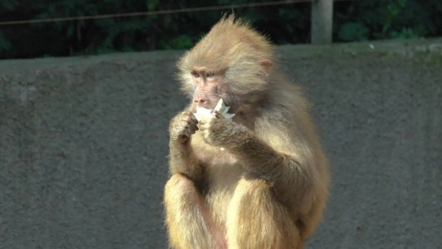Korona virüs sessizliği hayvanat bahçesindeki hayvanları da etkiledi