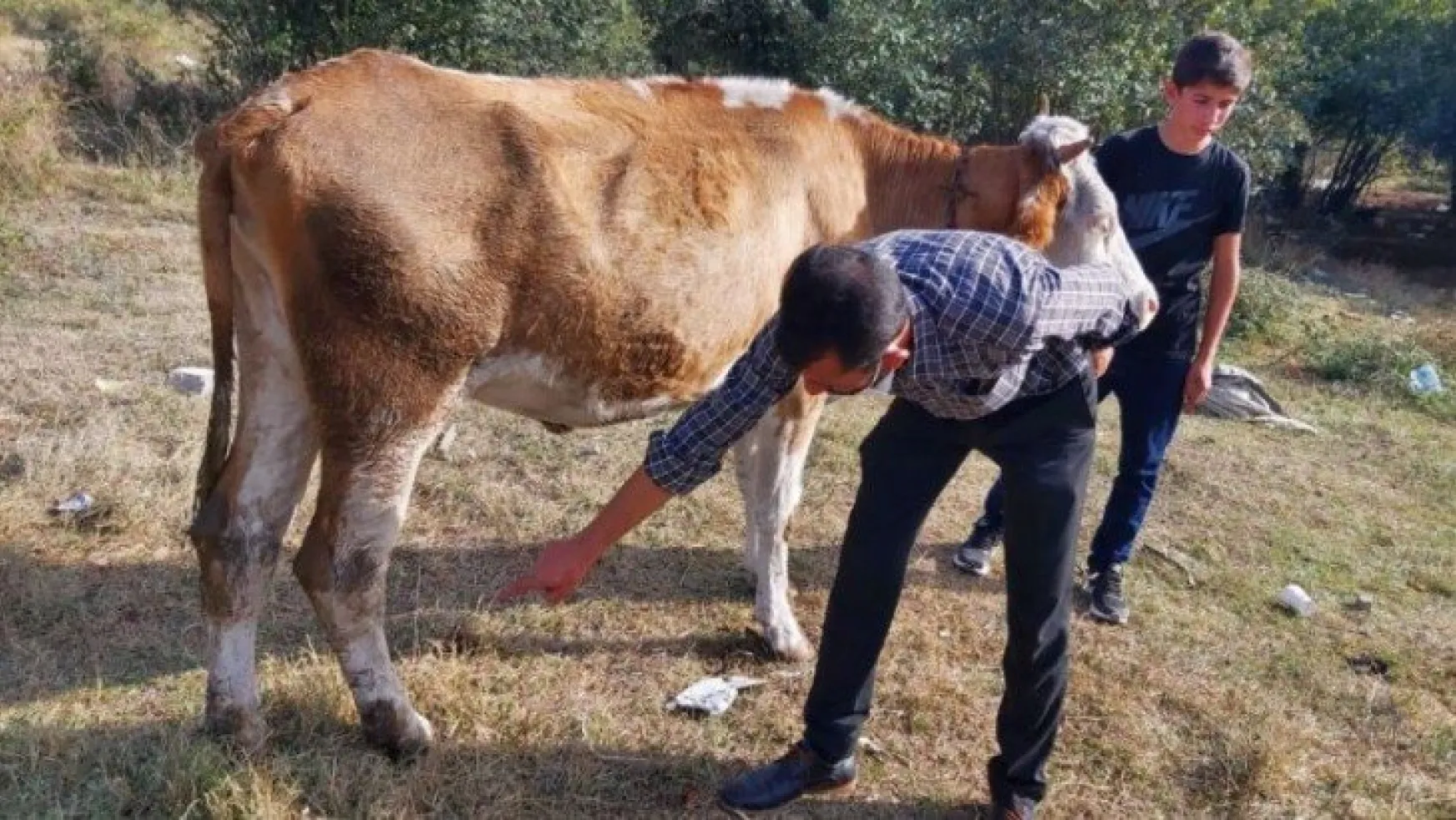 OSB görevlisi baltayla inekleri yaraladı!