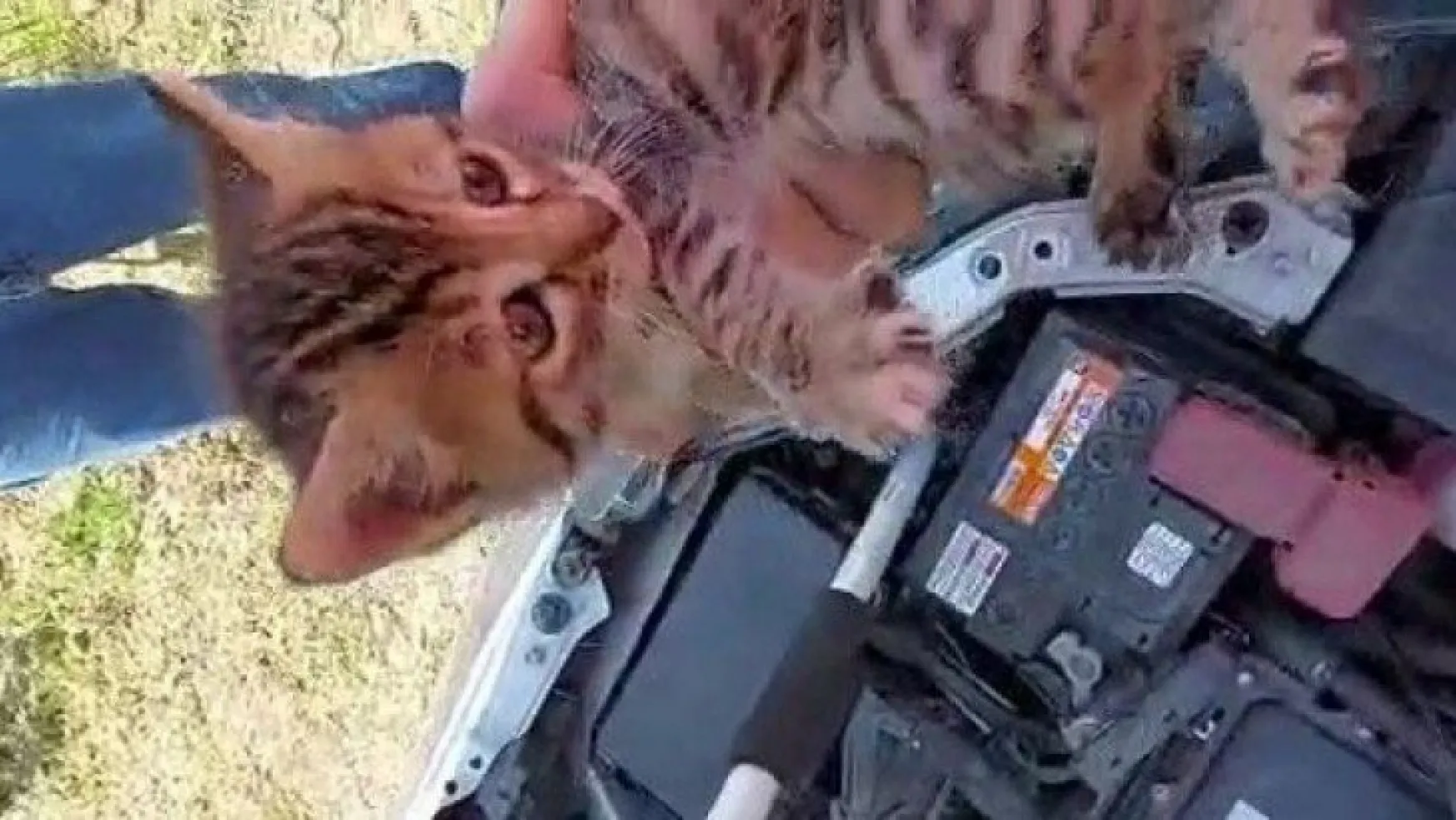 Otomobilden kurtardıkları yavru kediyi sahiplendiler