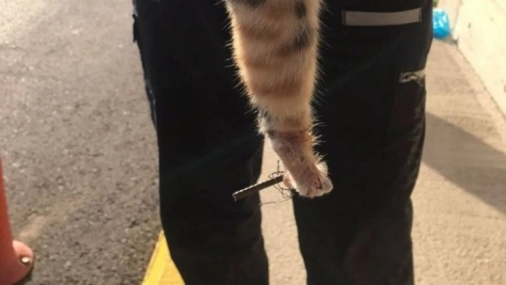 Tel örgülere patisi takılan kediyi itfaiye ekipleri kurtardı