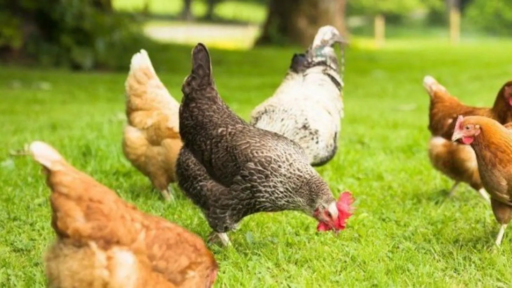 Türkiye'nin tavuk eti üretimi azaldı