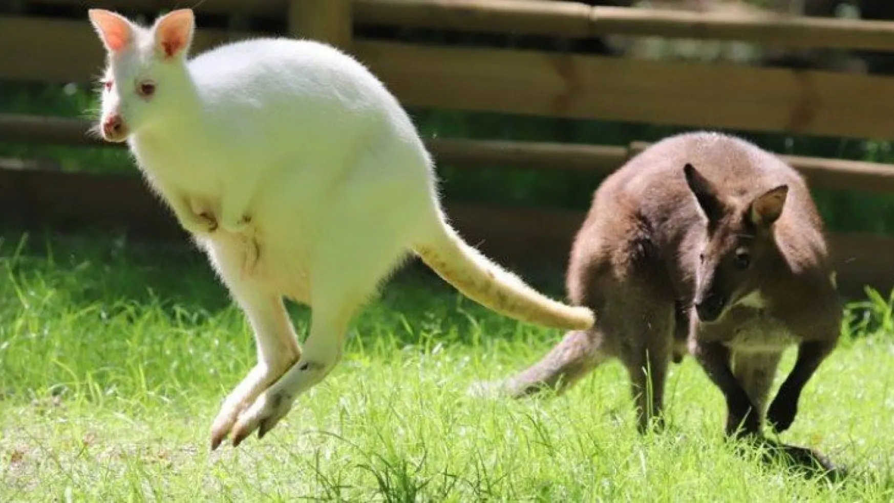 Valabi kanguruları, Ormanya ailesine katıldı