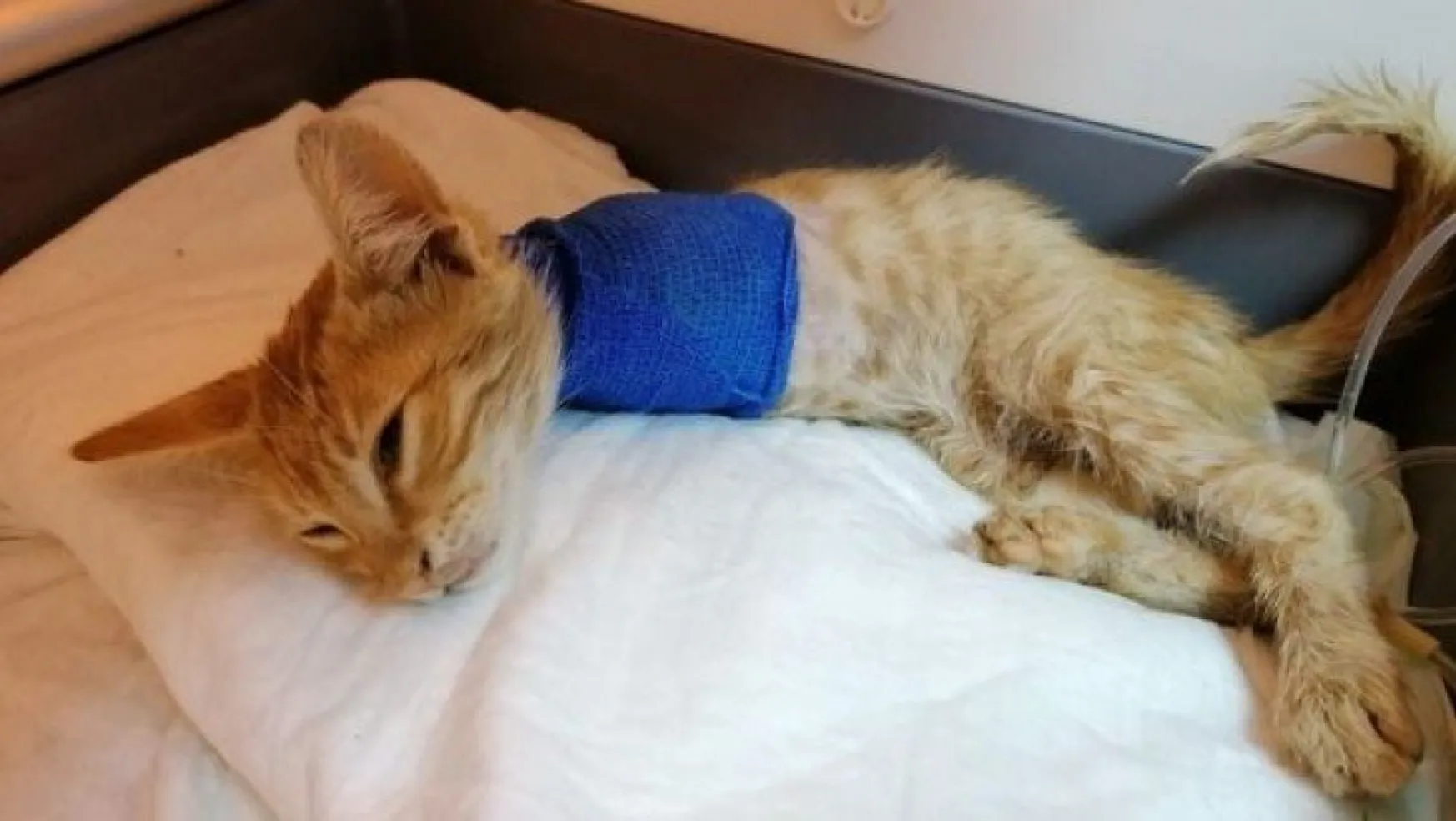 Yaralı bulunan kedinin iki bacağı kesildi