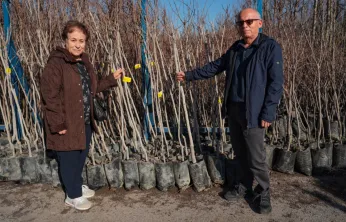 3.600 Trabzon hurması fidanı dağıtılacak