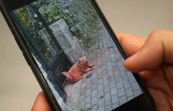 Boyalı köpekler merak uyandırdı