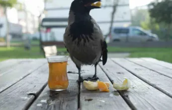 Bu karga çay içip Rize helvası yiyor: Organik gıdaları seviyor