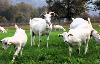 Burası Alpler değil, tarım kenti Kocaeli