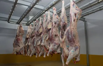 Büyükşehir Mezbahası'nda hijyenik ve helal kesim