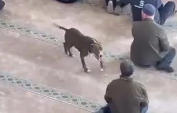 Camiye pitbull girdi