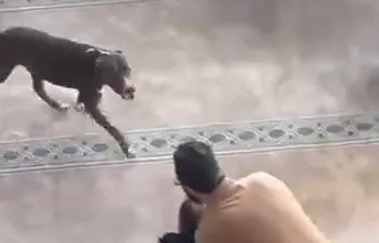 Camiye giren pitbull yakalandı, sahibine işlem yapıldı