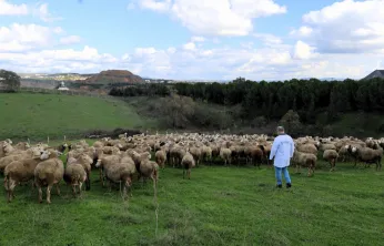 Damızlık koç desteği kuzulama oranlarında artış sağladı