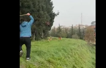 Derince'de büyük ihmal: Sokak köpekleri terör estiriyor, çocuklar tehlike altında!