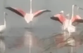 Flamingolar Körfez'de