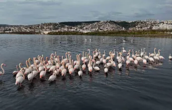 İzmit Körfezi'ne flamingo akını, sayıları katlandı