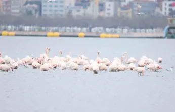 İzmit Körfezi'nin zarif misafirleri şenlikte görüntülendi