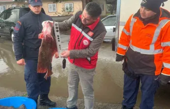 Kocaeli'de kaçak av operasyonu!