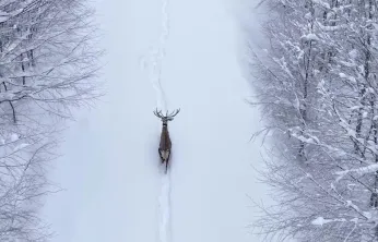 Karların arasında süzülen kızıl geyik havadan görüntülendi