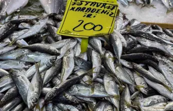 Kocaeli'de balık tezgahlarındaki son durum