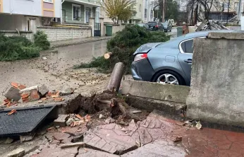 Kocaeli'de şiddetli rüzgar 12 metrelik ağacı devirdi: Yol trafiğe kapandı
