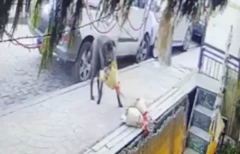 Kokina hırsızı sevimli köpek kameraya yakalandı