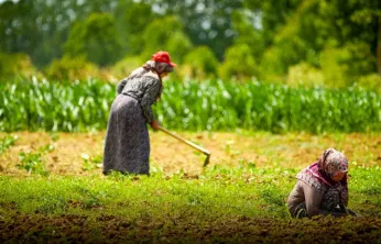Kooperatif ve birliklere yüzde 75 hibeli tarımsal destek