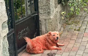 Köpekleri boyayan kim?