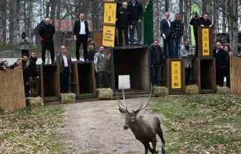 Kuzuyayla'nın GPS'li geyikleri