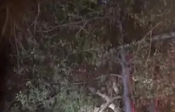 Topunu almak için çıktığı ağaçtan inemeyen çocuğun yardımına itfaiye yetişti